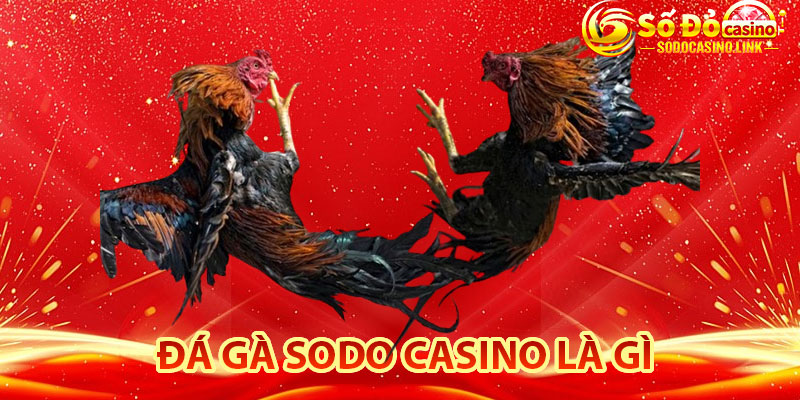 Giới thiệu sảnh đá gà Sodo Casino