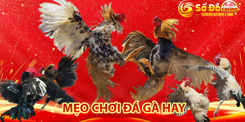 Mẹo chơi đá gà hay được chuyên gia Sodo Casino chia sẻ